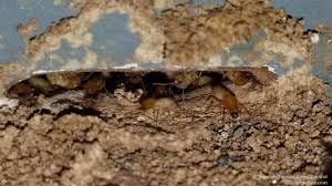 Pagesbusinesseslocal servicehome improvementpest control servicethrasher termite & pest control, san diego. Formosan Subterranean Termites Emerging From Hole La Mesa Termite Control Termites Termite Treatment