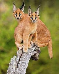 Pin On I Animals
