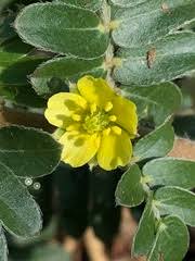 Image result for Zygophyllaceae