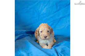 I Am A Cute Goldendoodle Puppy Looking For A Home On Nextdaypets Com In 2020 Goldendoodle Puppy For Sale Goldendoodle Puppies