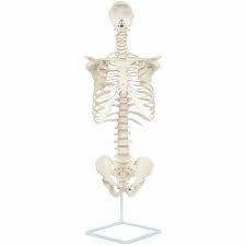 A bone that curves round from your back to your chest: Axis Scientific Vertebral Column With Rib Cage