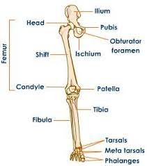 Most leg pain results from wear and tear, overuse, or injuries in joints or bones or in muscles, ligaments, tendons or other soft tissues. 16 Bones In The Leg Ideas Leg Anatomy Anatomy Leg Bones