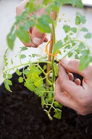 Le mildiou, une maladie de la tomate. Planter Des Tomates Cerises En Pot Comment Faire Cote Maison