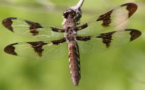 Black And Blue Dragonfly Common Whitetail Wikipedia The Free Encyclopedia White Tail Dragonfly Illustration Dragonfly