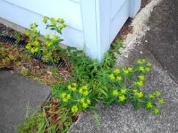 Image result for Euphorbia depauperata