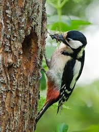 Buntspecht Buntspecht Specht Buntspecht Bilder