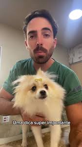 Como Cuidar Do Pelo De Spitz Alemao