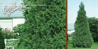 It is a fast growing evergreen shrub, adaptable to a wide range of soil conditions, and grows fast. Beginner Gardening Questions About Planting Thuja Steeplechase Arborvitae 1 By Doyledh
