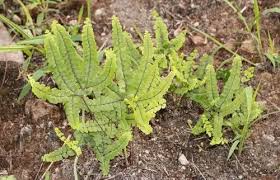 Image result for Adiantum patens
