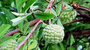 Image result for Annona squamosa