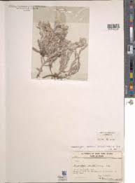 Image result for Vellereophyton dealbatum