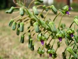 Image result for Ledebouria Unidentified sp. no5.