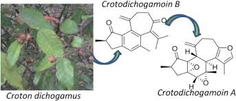 Image result for Croton dichogamus
