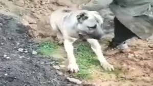 Hatay Da Zehirlenen Kopegin Sahibi Bir Coban Kopegini Nasil Zehirler Tarafsiz Haber Ajansi