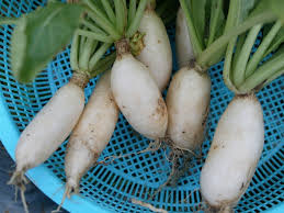 Ini 7 resipi sayur goreng tepung yang rangup dan garing. Bukan Sekadar Lauk Berpantang Ini 10 Khasiat Lobak Putih Yang Kita Patut Tahu