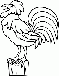 Karakteristik fisik ayam, habitat dan makanan ayam, manfaat ayam bagi manusia Mewarnai Gambar Ayam Jantan Kreasi Warna