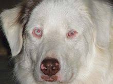 Despite this, the aussiedor is a protective yet friendly family favorite. Australian Shepherd Wikipedia