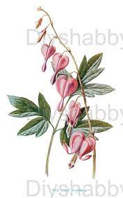 Waterslide Decals Shabby Chic Furniture Image Transfer Vintage Etsy Bleeding Heart Bleeding Heart Flower Flower Drawing