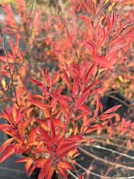 Image result for Spiraea thunbergii