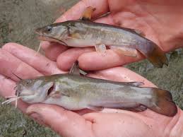 What type of swim bladder does the gar have? Bullhead Identification 101 Www Roughfish Com