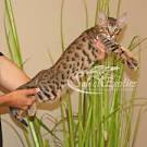F5 Savannah Cat | Select Exotics - Savannah Cats
