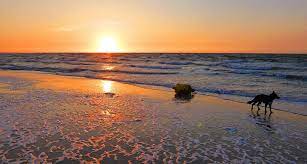 Weekendje Met Hond Aan Zee Aanbiedingen Aan Zee Met Hond