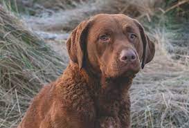 Pets4homes found 48 pomsky dogs and puppies for sale in the uk. Chesapeake Bay Retriever Would This Breed Suit Me