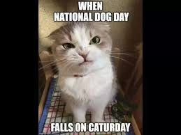 Any combination of characters in a car, edited to headbopping to what is love as per the snl skits about the roxbury guys. 101 Funny Saturday Memes Will Make You Laugh From Morning Till Night In 2021 Saturday Memes Funny Saturday Memes Saturday Humor