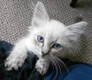Available Siamese Kittens For Sale & Cats For Adoption