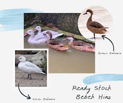 Warna bulu yang berbeda antara bebek jantan dengan betina. Tempat Hidup Bebek Archives Hobi Ternak