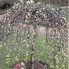 Weeping trees are recognizable due to their drooping branches. 16 Umbrella Shaped Trees Ideas Weeping Trees Plants Flowering Trees