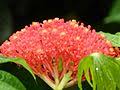 Image result for Jatropha botswanica