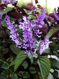 Plectranthus ciliatus, called indian borage, is a species of flowering plant in the family lamiaceae, native to south africa and swaziland, and introduced to victoria in australia and the north and south islands of new zealand. Blue Spur Flower Plectranthus Ciliatus Zulu Wonder Garden Org