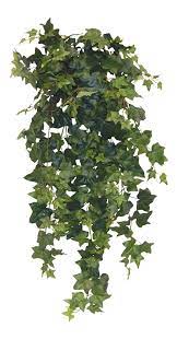 Ivy Hanging Plant