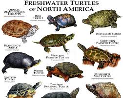 Tortoises Of The World Poster Print Etsy Freshwater Turtles Common Snapping Turtle Turtle