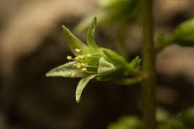 Image result for Umbilicus botryoides