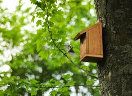 Image result for Flyte Blackbird Nest Box