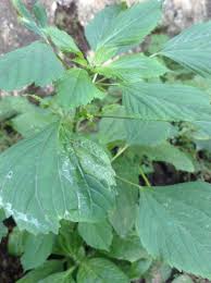 Image result for Acalypha lanceolata