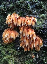 Image result for Pycnoporellus alboluteus
