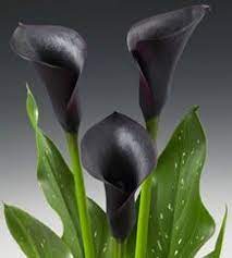 Calla Lily Cantor Bulbs Dark Flowers Amazing Flowers Calla Lily