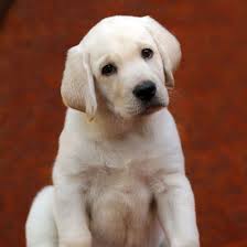 2 male golden puppies ( boston/cambridge/brookline ) pic hide this posting restore restore this posting. 1 Golden Retriever Puppies For Sale In Massachusetts