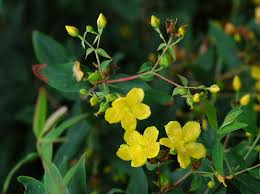 Image result for Hypericum peplidifolium