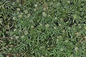 Image result for Nasturtium microphyllum