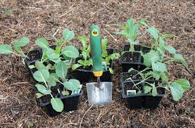 Maybe you would like to learn more about one of these? Plant Cool Season And High Value Vegetables Make Free Plants This Weekend In The Garden Pennlive Com