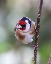 Pin Von Maria Maia Auf Finches In 2020 Tiere