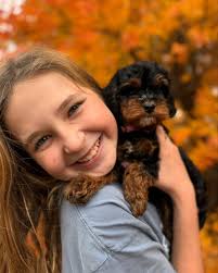 Raising bernedoodle puppies is rewarding