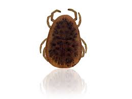 Weltweit gibt es mehr als 900 unterschiedliche zeckenarten.die gefährlichste zeckenart in deutschland ist der „gemeine holzbock (ixodes ricinus). Taubenzecke Vorkommen Biologie Krankheitsubertragung