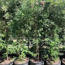 Image result for Buddleja saligna