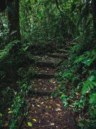 We did not find results for: The Santa Elena Cloud Forest In Costa Rica How To Have A Truly Remarkable Experience Close To The Nature Travel And Keep Fit By Alex Jaskolowska