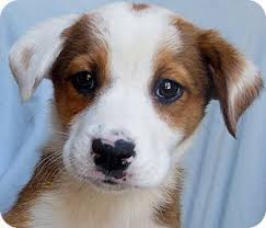 Black And White Boxer Puppies For Sale In California Australian Shepherd Boxer Mix Puppies Australian Shepherd Boxer Mix Puppy For Sale In Thousand Australian Shepherd Boxer Mix Puppies Australian Shepherd Mix